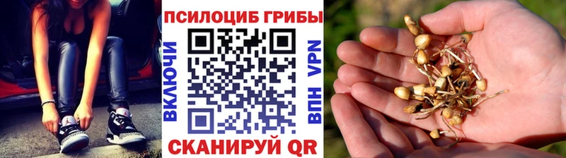 Галлюциногенные грибы Psilocybine cubensis  Купить где  Печоры 